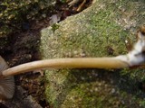 Entoloma hirtipes image