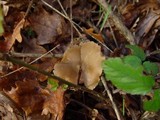 Entoloma hirtipes image