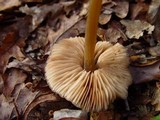 Entoloma hirtipes image