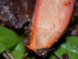 Lactarius rubrilacteus image