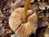 Entoloma hirtipes image