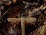 Entoloma hirtipes image