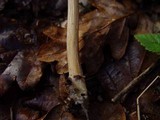 Entoloma hirtipes image