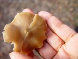 Entoloma hirtipes image