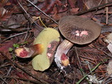 Boletus chrysenteron image