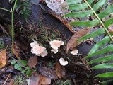 Pleurotopsis longinqua image