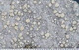 Ochrolechia subplicans image
