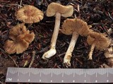 Inocybe nemorosa image