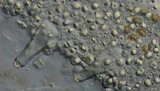 Inocybe nemorosa image