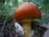 Amanita caesarea image