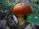 Amanita caesarea image