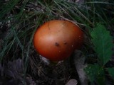 Amanita caesarea image