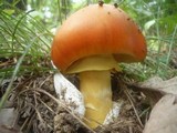 Amanita caesarea image