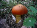 Amanita caesarea image