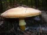 Amanita caesarea image