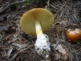 Amanita caesarea image