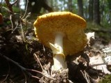 Amanita caesarea image