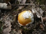 Amanita caesarea image