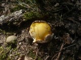 Amanita caesarea image