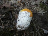 Amanita caesarea image