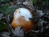 Amanita caesarea image