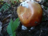 Amanita caesarea image