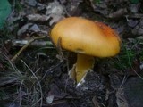 Amanita caesarea image