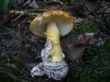 Amanita caesarea image