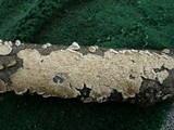 Irpex lacteus image