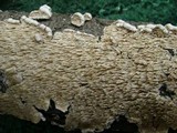 Irpex lacteus image