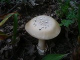 Amanita simulans image