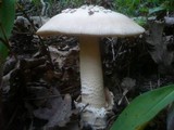 Amanita simulans image