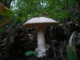 Amanita simulans image