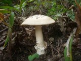Amanita simulans image