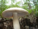 Amanita simulans image