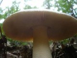 Amanita simulans image
