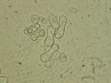 Image of Schizosaccharomyces octosporus