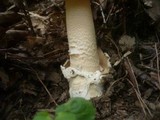 Amanita simulans image