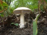 Amanita simulans image