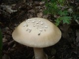 Amanita simulans image