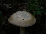 Amanita simulans image