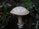 Amanita simulans image