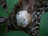 Amanita simulans image