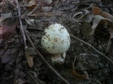 Amanita simulans image