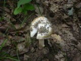 Amanita simulans image