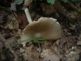 Amanita simulans image