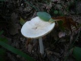 Amanita simulans image