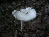 Amanita simulans image