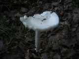 Amanita simulans image