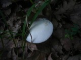 Amanita simulans image